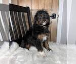 Small Photo #3 Aussiedoodle Miniature  Puppy For Sale in FRANKLIN, IN, USA