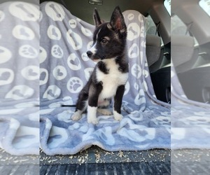Siberian Husky Puppy for sale in FORT PLAIN, NY, USA