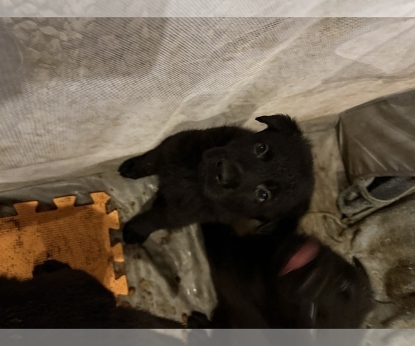 Medium Photo #5 German Shepherd Dog Puppy For Sale in HAMILTON, VA, USA