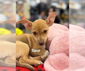 Chihuahua-Unknown Mix Dogs for adoption in Turlock, CA, USA