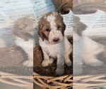 Puppy Chips Goldendoodle