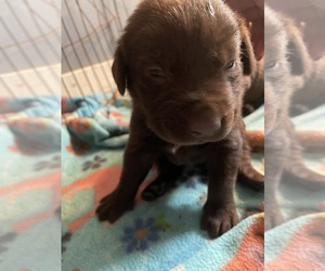 Labrador Retriever Puppy for sale in OSYKA, MS, USA
