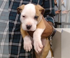 Boxer Dogs for adoption in Oklahoma City, OK, USA