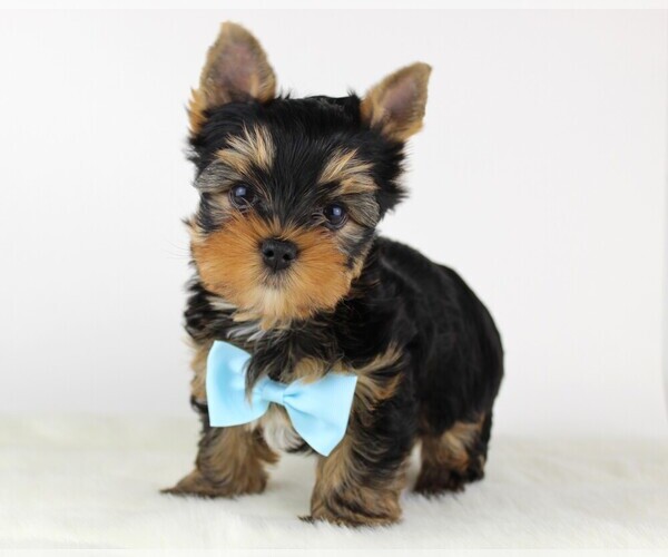 Medium Photo #1 Yorkshire Terrier Puppy For Sale in VANCOUVER, WA, USA