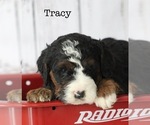Puppy Tracy Bernedoodle