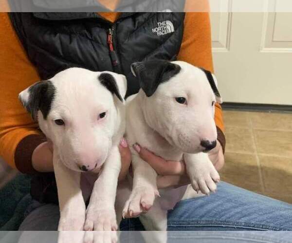 Medium Photo #1 Bull Terrier Puppy For Sale in VANCOUVER, WA, USA