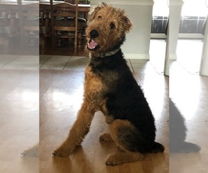 Airedale Terrier Puppy for sale in DOVER, AR, USA