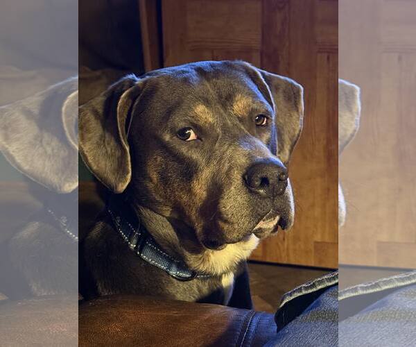 Medium Photo #2 Rottweiler-Unknown Mix Puppy For Sale in Minneapolis, MN, USA