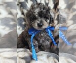 Small Photo #1 Bichpoo Puppy For Sale in REIDSVILLE, NC, USA