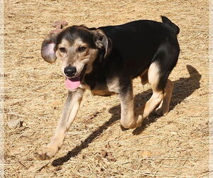 Mutt Dogs for adoption in Wetumpka, AL, USA