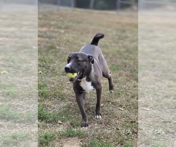 Medium Photo #2 Mutt Puppy For Sale in Martinsburg, WV, USA