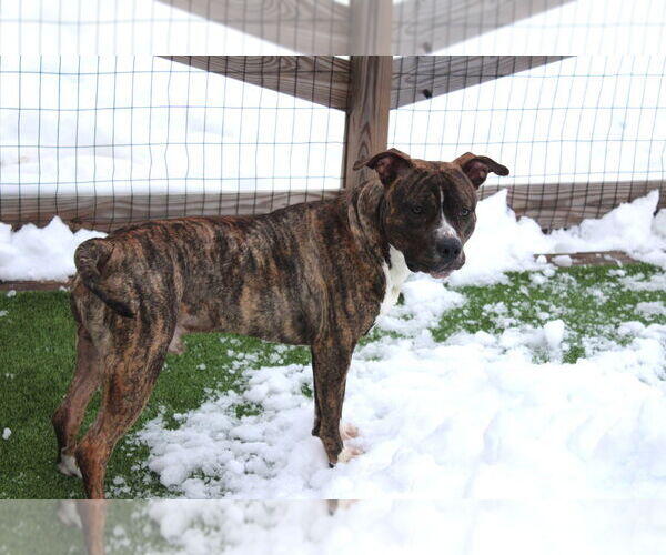 Medium Photo #12 Mutt Puppy For Sale in Chestertown, MD, USA