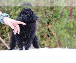 Small #35 Poodle (Toy)