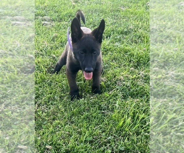 Medium Photo #8 Belgian Malinois Puppy For Sale in ROCHESTER, NY, USA