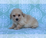 Small Photo #4 Bichpoo Puppy For Sale in SHILOH, OH, USA