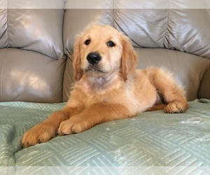 Golden Retriever Puppy for sale in PARIS, TX, USA