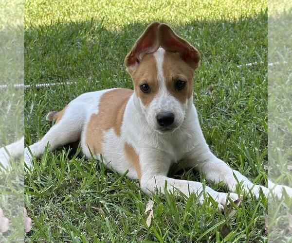 Medium Photo #3 Labrador Retriever-Unknown Mix Puppy For Sale in Yardley, PA, USA