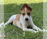 Small #2 Labrador Retriever Mix