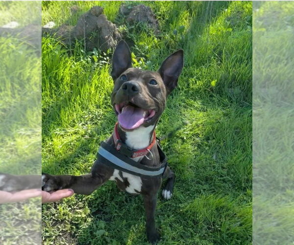 Medium Photo #2 Australian Kelpie-Basenji Mix Puppy For Sale in San Diego, CA, USA