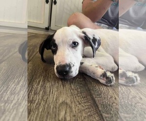 Great Dane-Labrador Retriever Mix Dogs for adoption in Columbus, IN, USA
