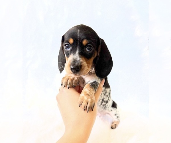 Medium Photo #12 Dachshund Puppy For Sale in DAVIS, CA, USA