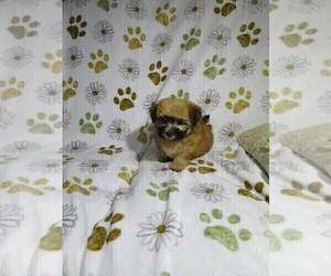 Morkie Puppy for sale in COOKEVILLE, TN, USA