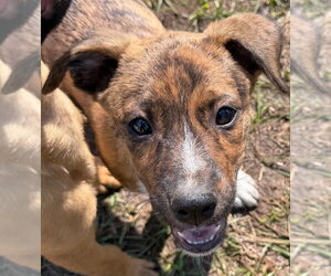 Taurasi - Female Mutt Dog for Adoption - Photo #4