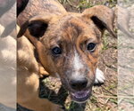 Small Photo #4 Mutt Puppy For Sale in Canton, CT, USA