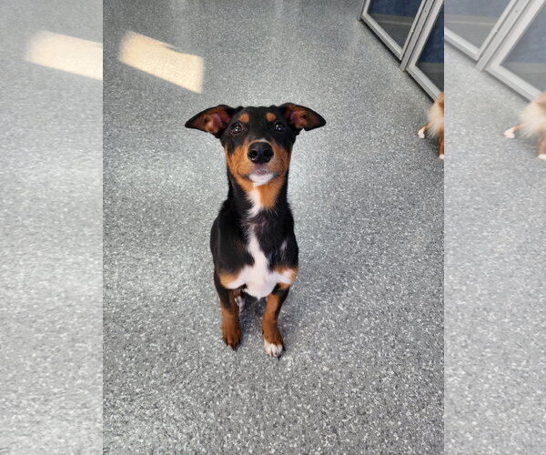 Medium Photo #47 Doberman Pinscher-Unknown Mix Puppy For Sale in Buffalo, MN, USA