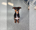 Small Photo #47 Doberman Pinscher-Unknown Mix Puppy For Sale in Buffalo, MN, USA