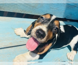 Basset Hound Puppy for sale in LAWRENCEBURG, TN, USA