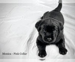 Small Photo #9 Labrador Retriever Puppy For Sale in ACWORTH, GA, USA