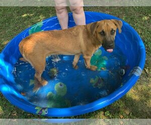 Black Mouth Cur-German Shepherd Dog Mix Dogs for adoption in columbia, SC, USA
