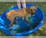 Small Photo #1 Black Mouth Cur-German Shepherd Dog Mix Puppy For Sale in columbia, SC, USA
