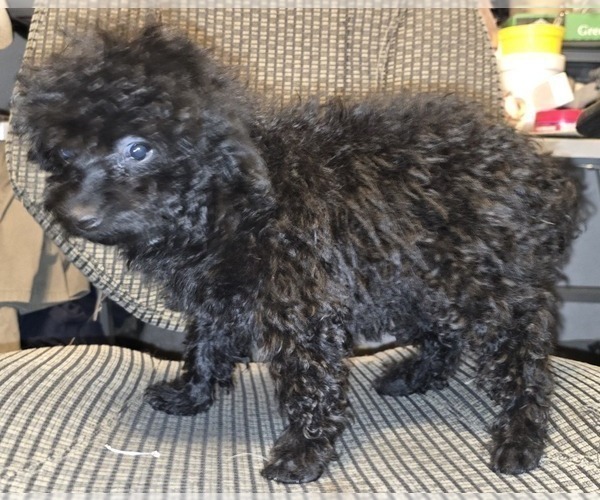 Medium Photo #29 Poodle (Toy) Puppy For Sale in DYERSBURG, TN, USA