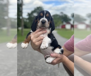 Basset Hound Puppy for sale in DALTON, GA, USA