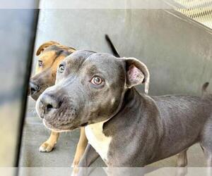 American Pit Bull Terrier Dogs for adoption in San Bernardino, CA, USA