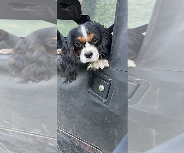 Medium Photo #1 Cavalier King Charles Spaniel-Miniature Australian Shepherd Mix Puppy For Sale in SCIO, OR, USA