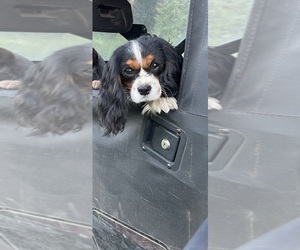 Father of the Cavalier King Charles Spaniel-Miniature Australian Shepherd Mix puppies born on 09/06/2025