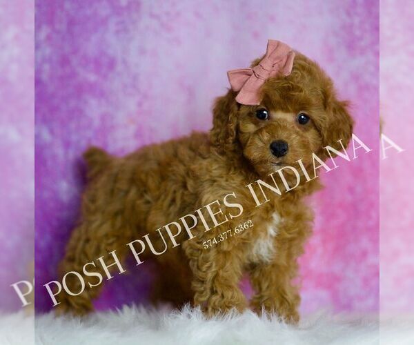 Medium Photo #5 Poodle (Miniature) Puppy For Sale in WARSAW, IN, USA