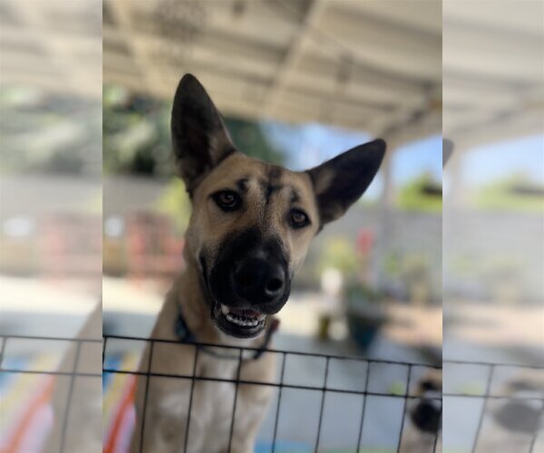 Medium Photo #7 Australian Kelpie-Unknown Mix Puppy For Sale in Dana Point, CA, USA