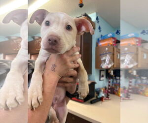 Labrador Retriever-Unknown Mix Dogs for adoption in Amarillo, TX, USA