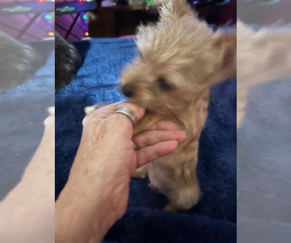 Medium Photo #3 Mutt Puppy For Sale in FITZGERALD, GA, USA