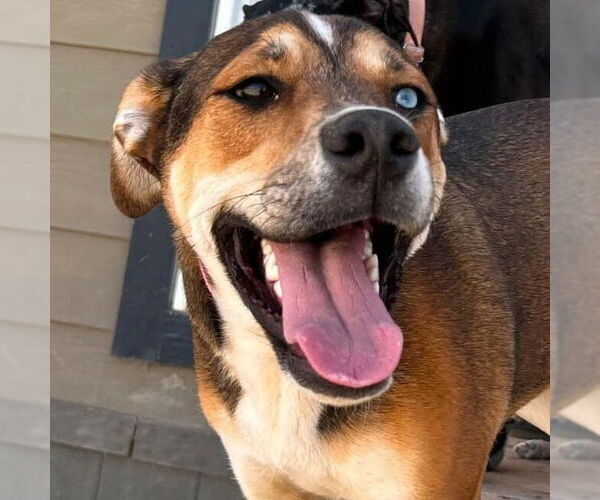 Medium Photo #4 Mutt Puppy For Sale in Vail, AZ, USA