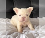 Small #6 French Bulldog