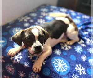 Puggle Dogs for adoption in Sistersville, WV, USA