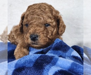 Poodle (Toy) Litter for sale in HOAGLAND, IN, USA