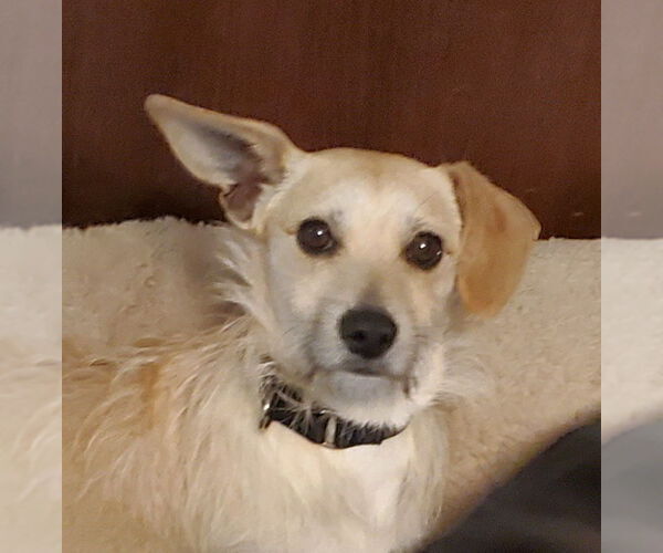 Medium Photo #2 Border Terrier-Unknown Mix Puppy For Sale in Fresno, CA, USA