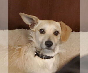 Dachshund-Unknown Mix Dogs for adoption in Fresno, CA, USA