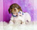 Small Photo #27 Dachshund Puppy For Sale in WARSAW, IN, USA